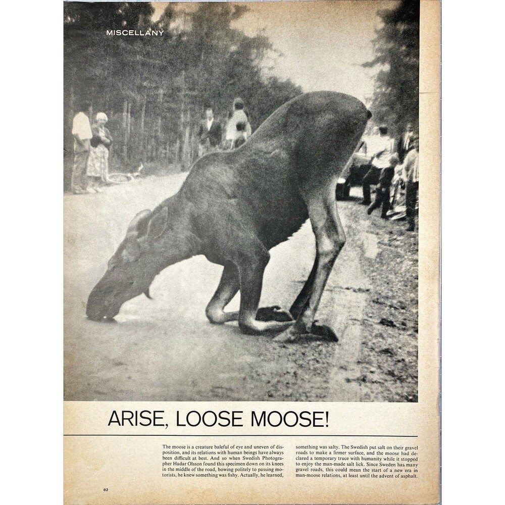 Life Magazine Swedish Photo "Arise Loose Moose" Slipped on Ice Photo Print 1972